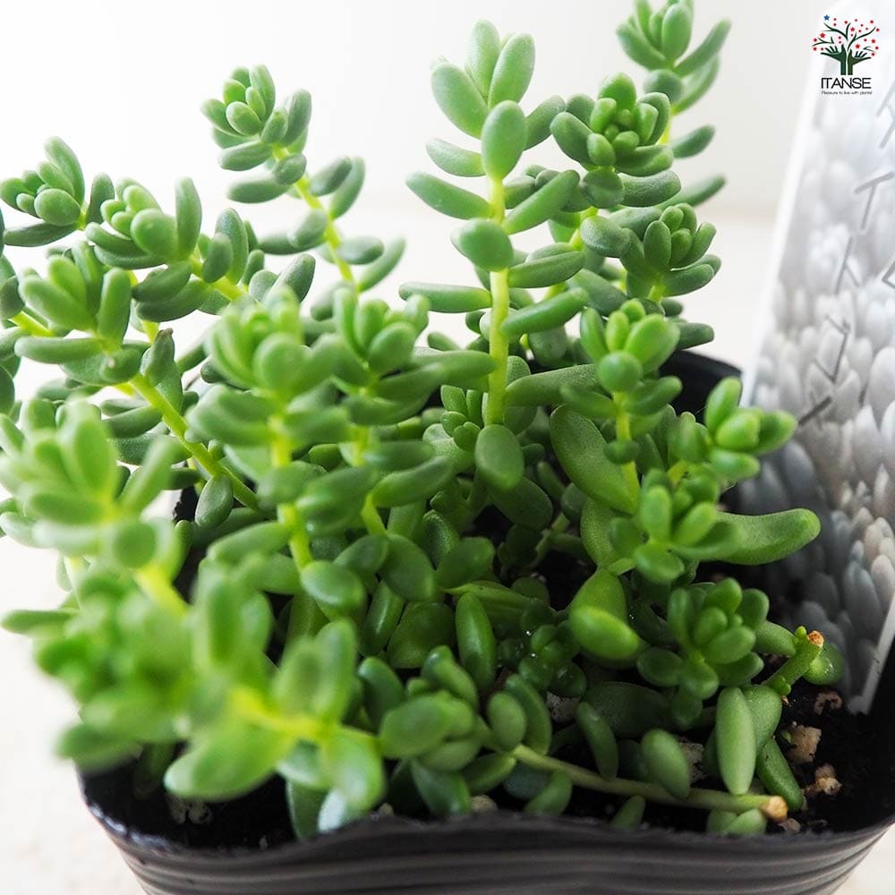 セダム タイトゴメ 【多肉植物 2.5～3号鉢】｜ 【植物のITANSE