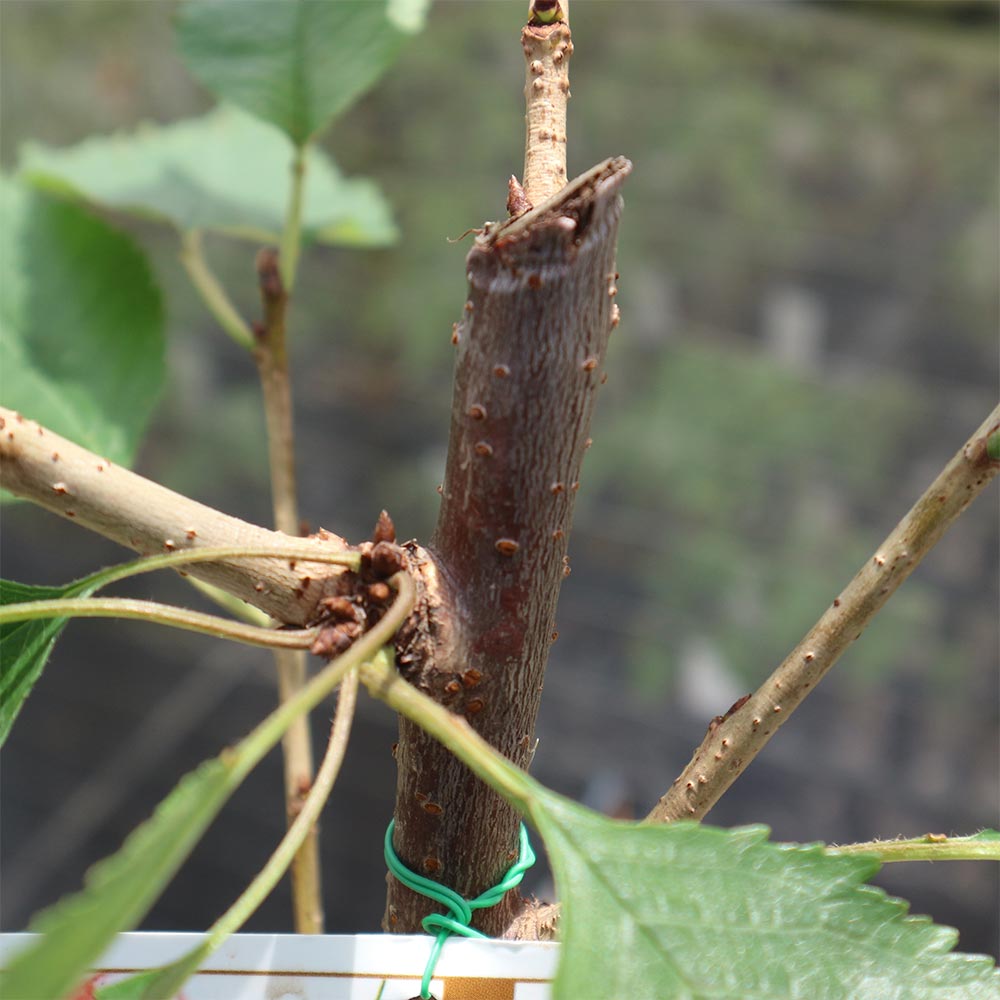 さくらんぼの苗木 佐藤錦【果樹苗／15cmポット接木苗／1個】｜ 【植物