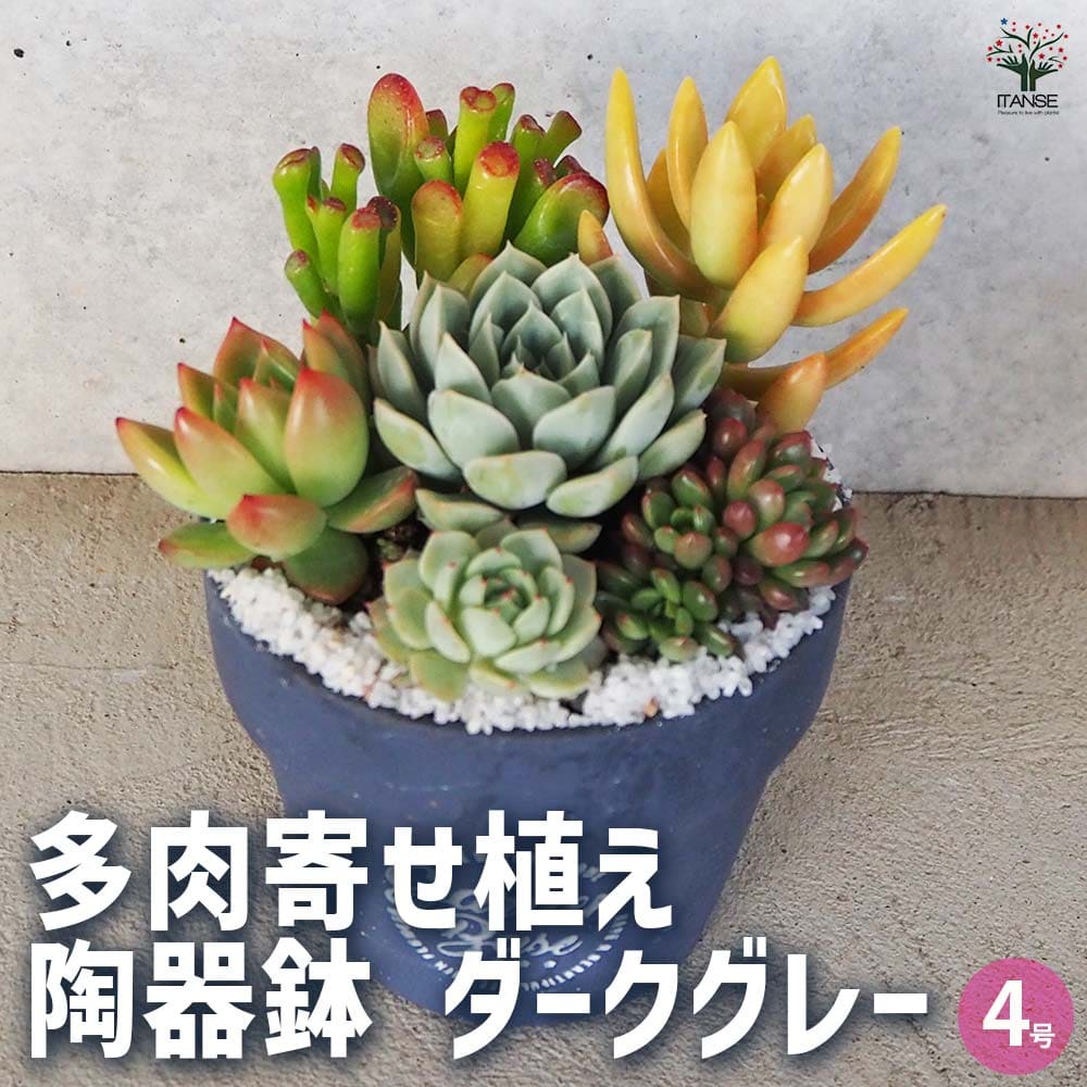 多肉寄せ植え 陶器 ダークグレー 【多肉植物 4号／1個売り】