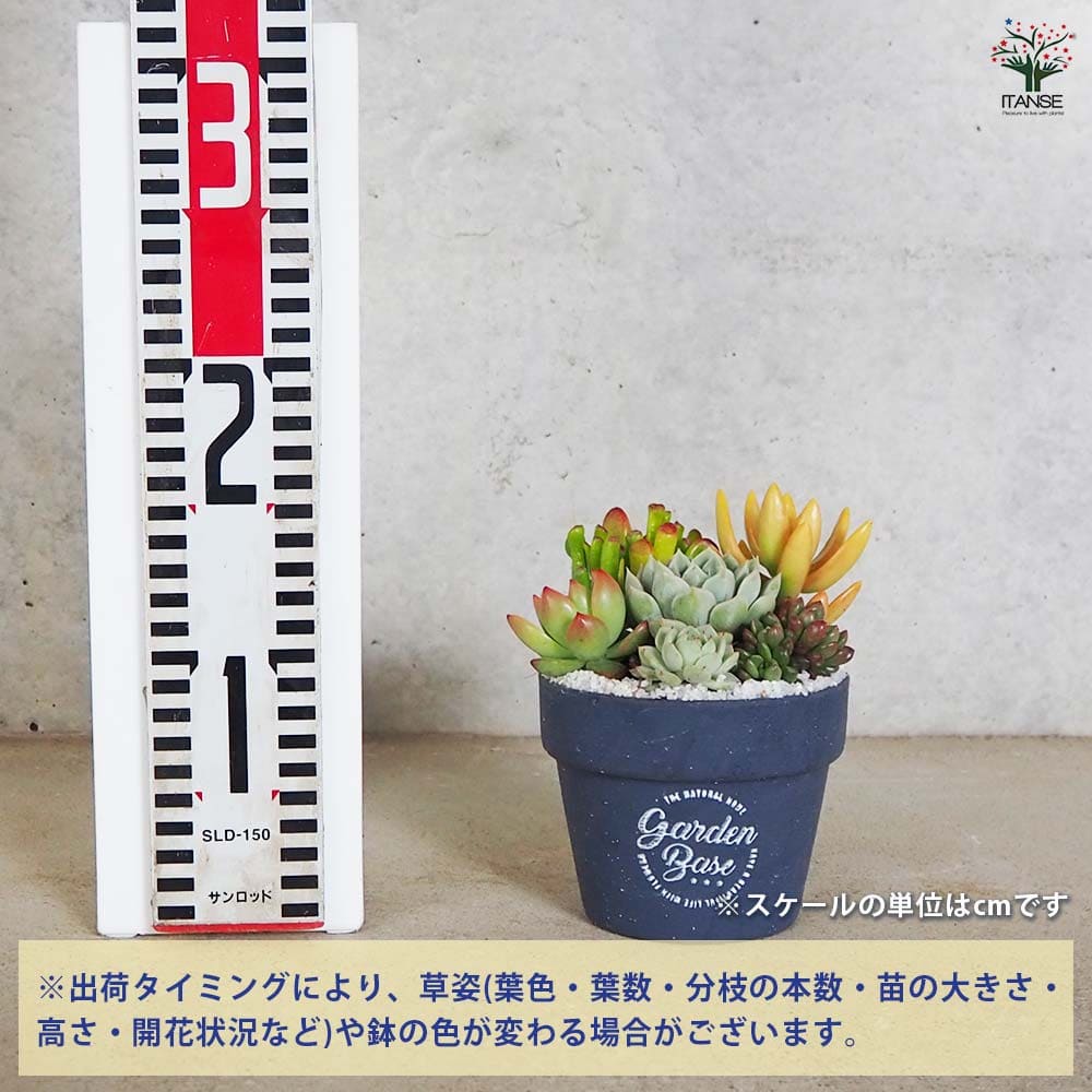 多肉寄せ植え 陶器 ダークグレー 【多肉植物 4号／1個売り】