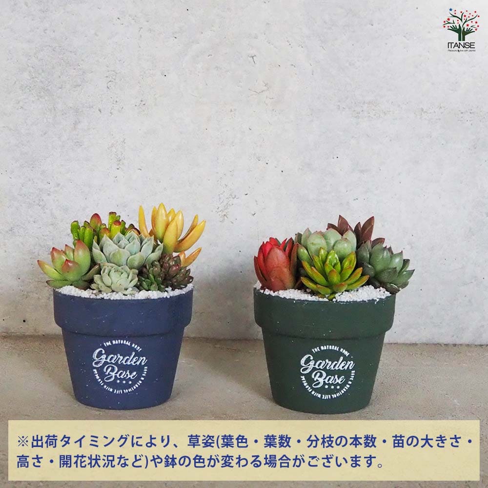 多肉寄せ植え 陶器 ダークグレー 【多肉植物 4号／1個売り】