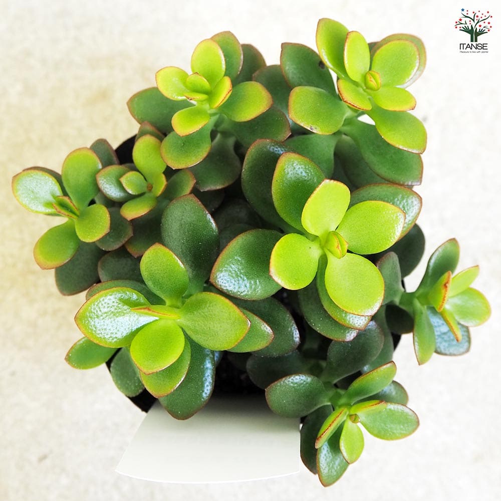 華花月 多肉植物(送料込みの値段)