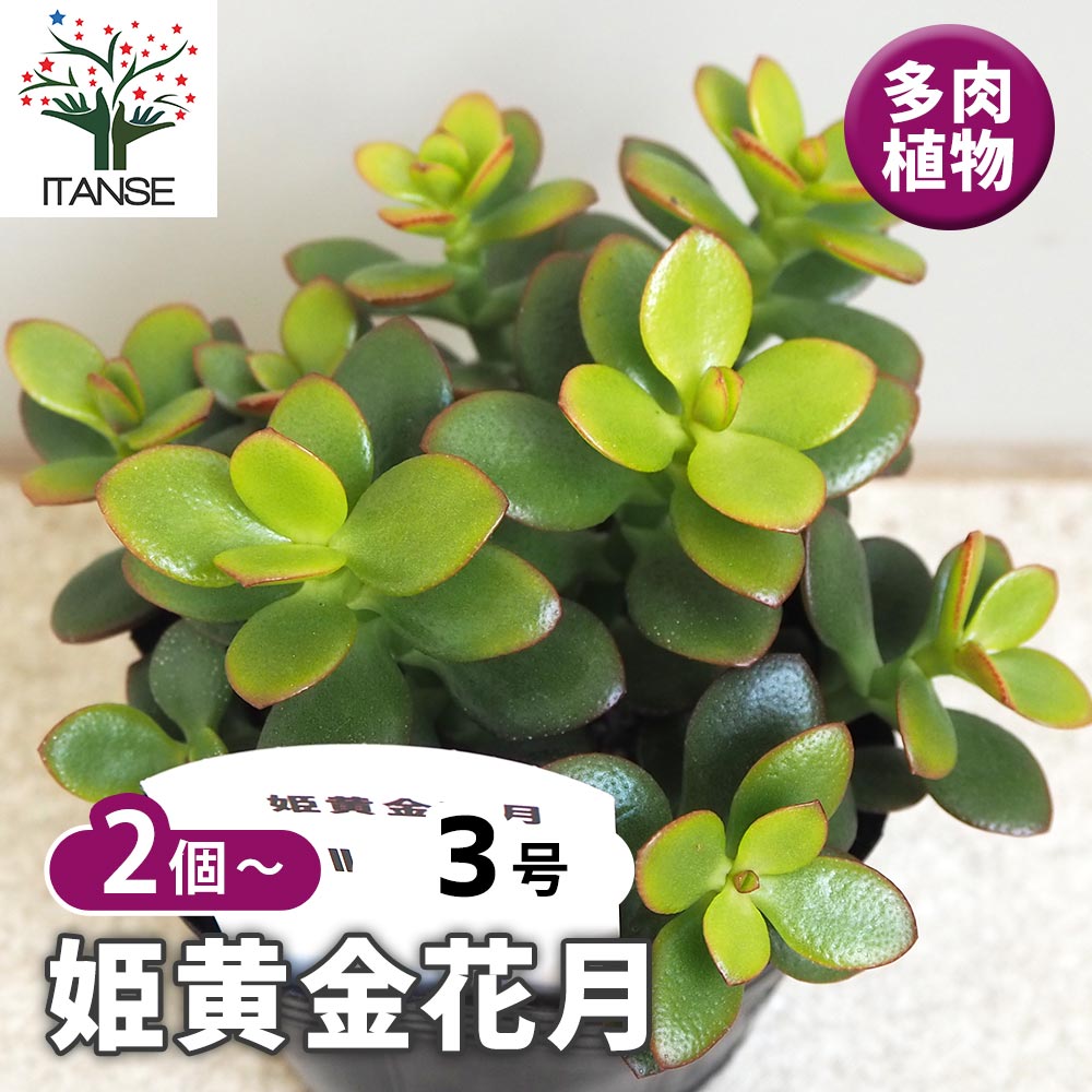 空*ん様 C35-C5126 24株 花団錦 抜き苗 ふっくら 多肉植物