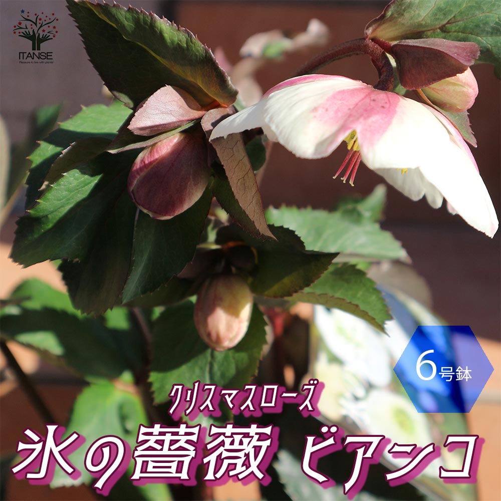 クリスマスローズ HGC IceN'roses 氷の薔薇：ビアンコ【花苗 6号ポット／1個売り】