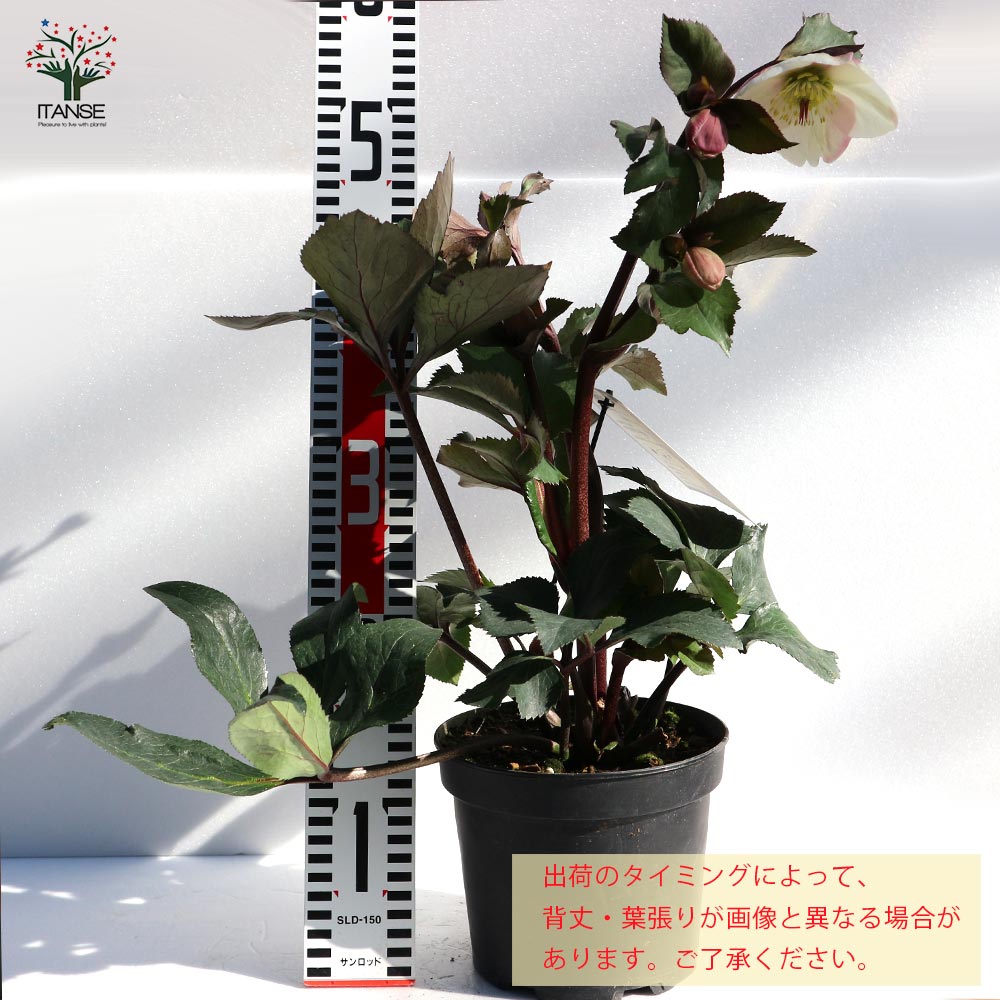 クリスマスローズ HGC IceN'roses 氷の薔薇：ビアンコ【花苗 6号ポット／1個売り】