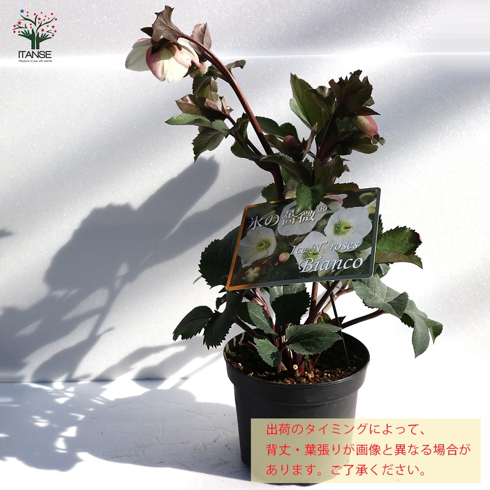 クリスマスローズ HGC IceN'roses 氷の薔薇：ビアンコ【花苗 6号ポット