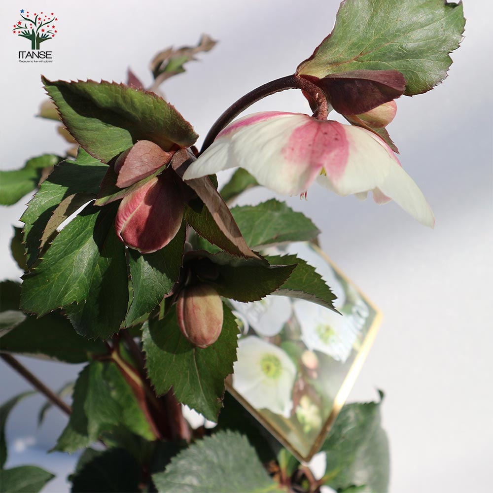 クリスマスローズ HGC IceN'roses 氷の薔薇：ビアンコ【花苗 6号ポット／1個売り】