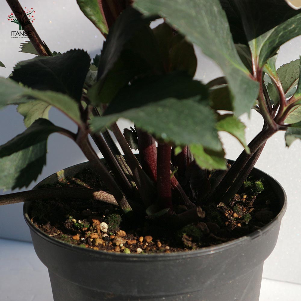 クリスマスローズ HGC IceN'roses 氷の薔薇：ビアンコ【花苗 6号ポット／1個売り】