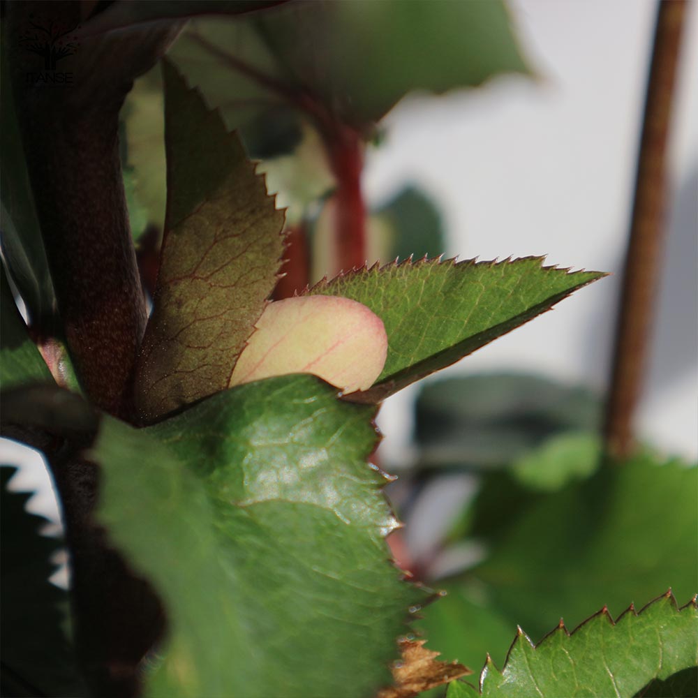 クリスマスローズ HGC IceN'roses 氷の薔薇：ビアンコ【花苗 6号ポット／1個売り】