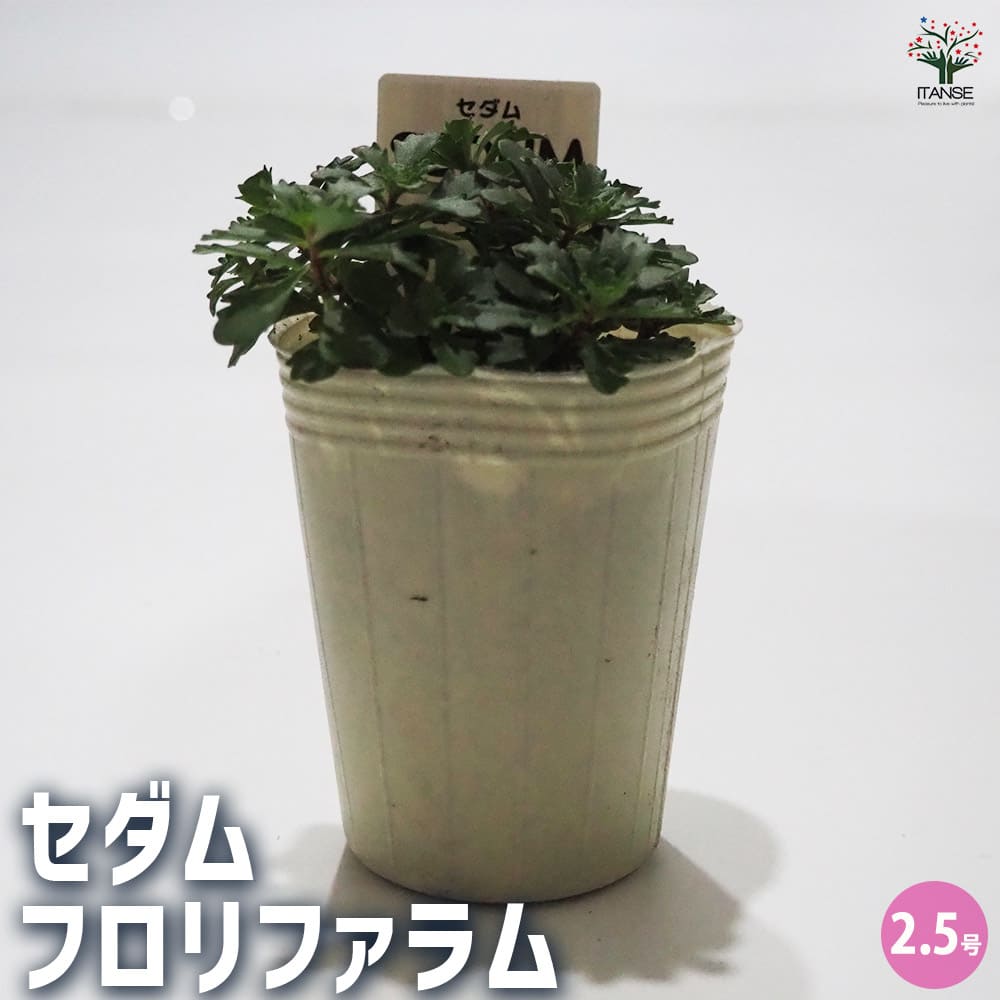 セダム フロリファラム 【多肉植物 2.5号／1個～】｜ 【植物の