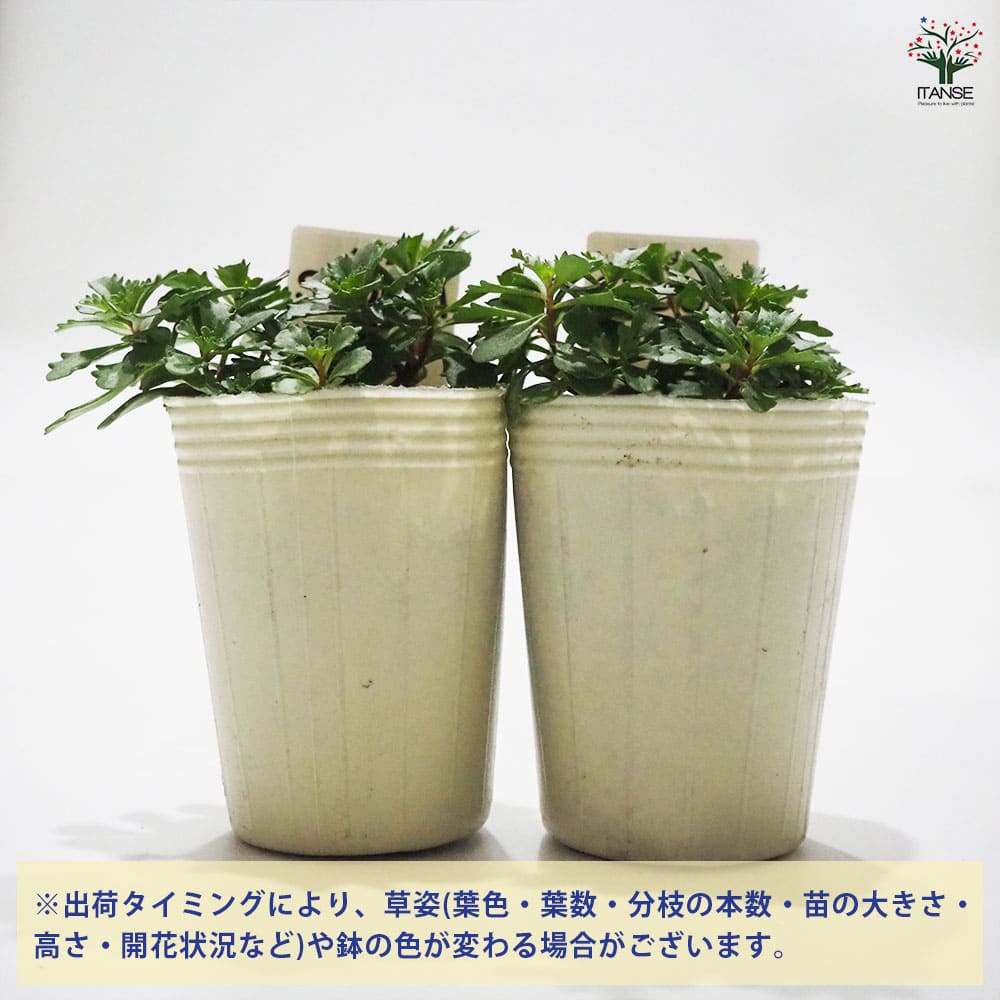 セダム フロリファラム 【多肉植物 2.5号／1個～】｜ 【植物の