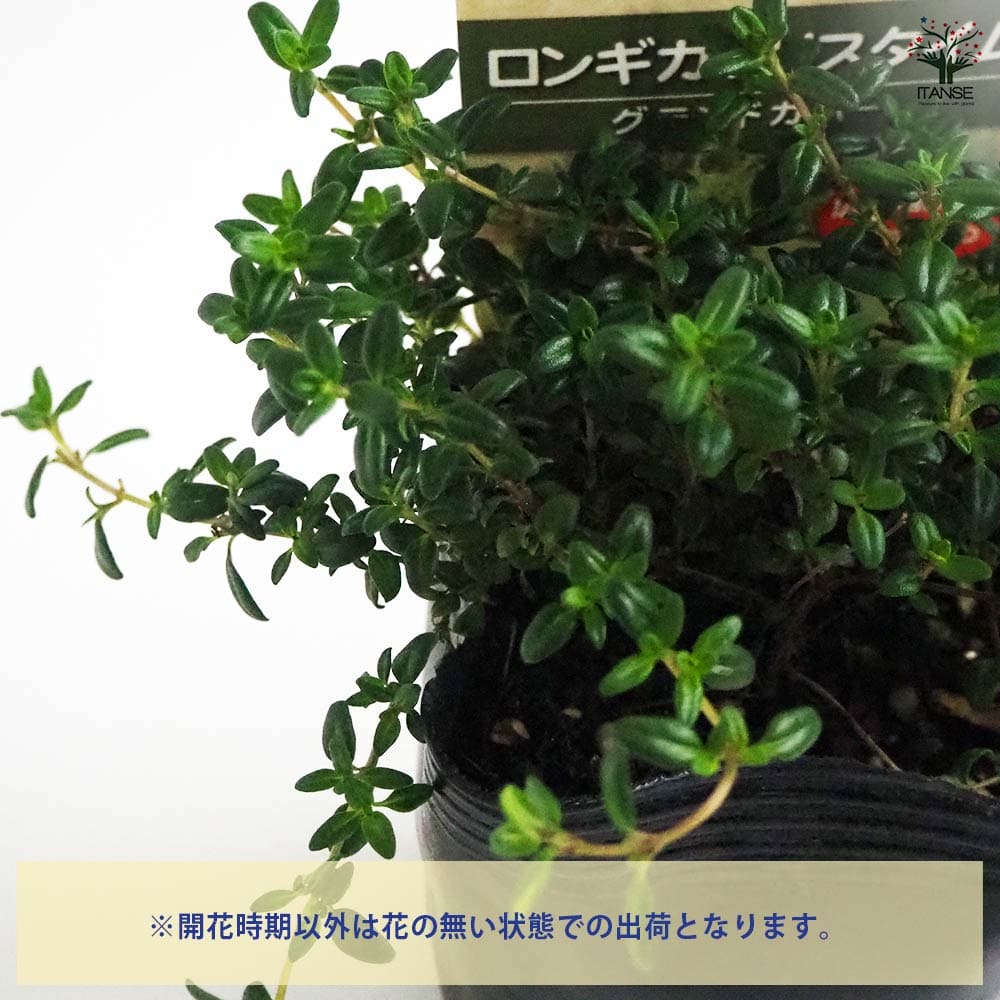 ネコポス☆トリトニア　雪柳　ロンギカウリスタイム ロンギカウリスタイム2個～ 【花苗 9cmポット】｜ 【植物の