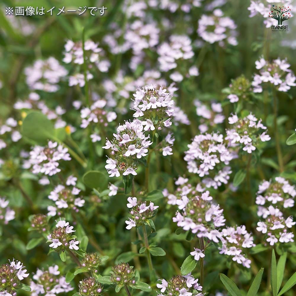 〈特選株〉グラキリス ガチムチボディー 雨ざらし 実生4,5年 2号ポット 20-enamelmug_7.jpg