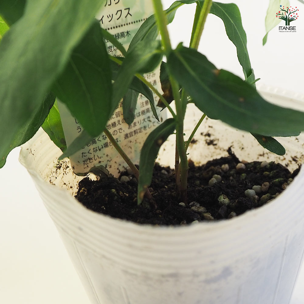 ユーカリ スティックス 【花木苗 3.5号ポット】｜ 【植物の