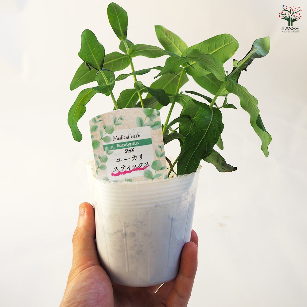 ユーカリ科さま専用 ユーカリ スティックス 【花木苗 3.5号ポット】｜ 【植物の