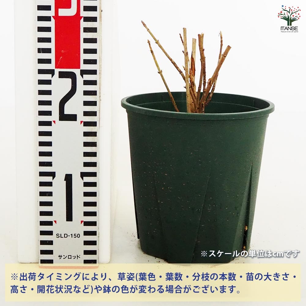 アジサイ ピンクアナベル ピンカーベル 【花木苗 6号／1個売り】