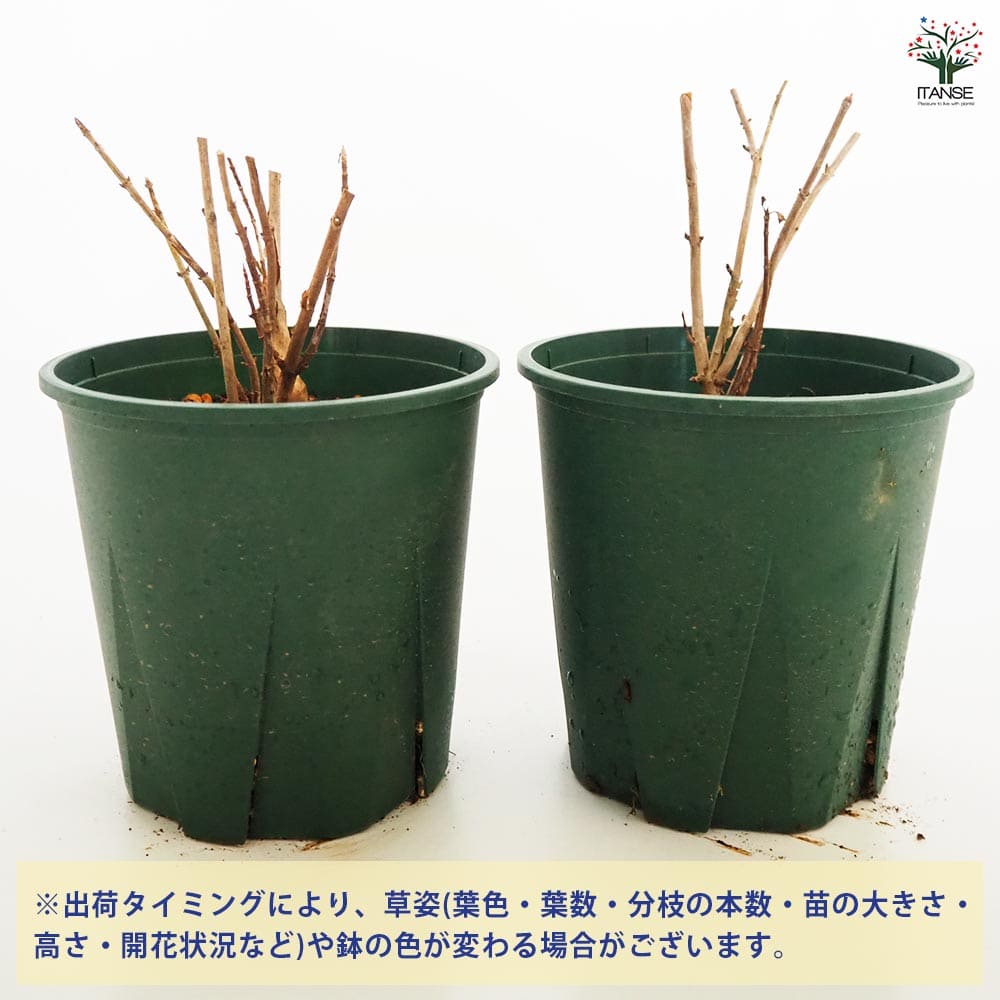 アジサイ ピンクアナベル ピンカーベル 【花木苗 6号／1個売り】