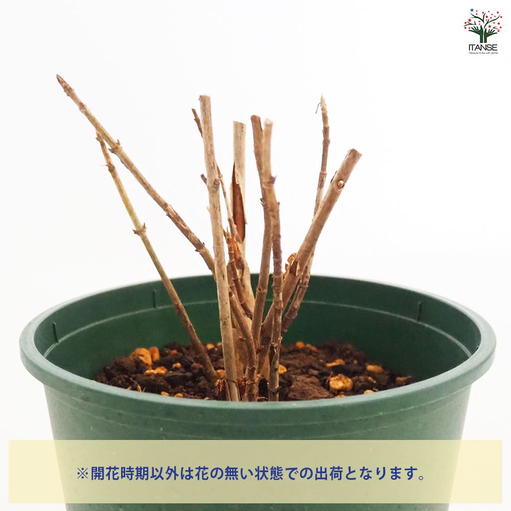 アジサイ ピンクアナベル ピンカーベル 【花木苗 6号／1個売り】