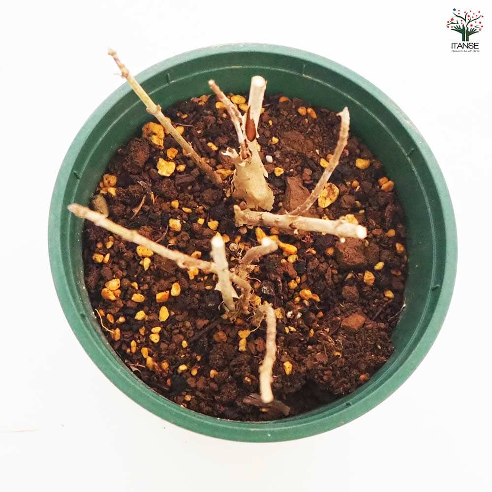 アジサイ ピンクアナベル ピンカーベル 【花木苗 6号／1個売り】