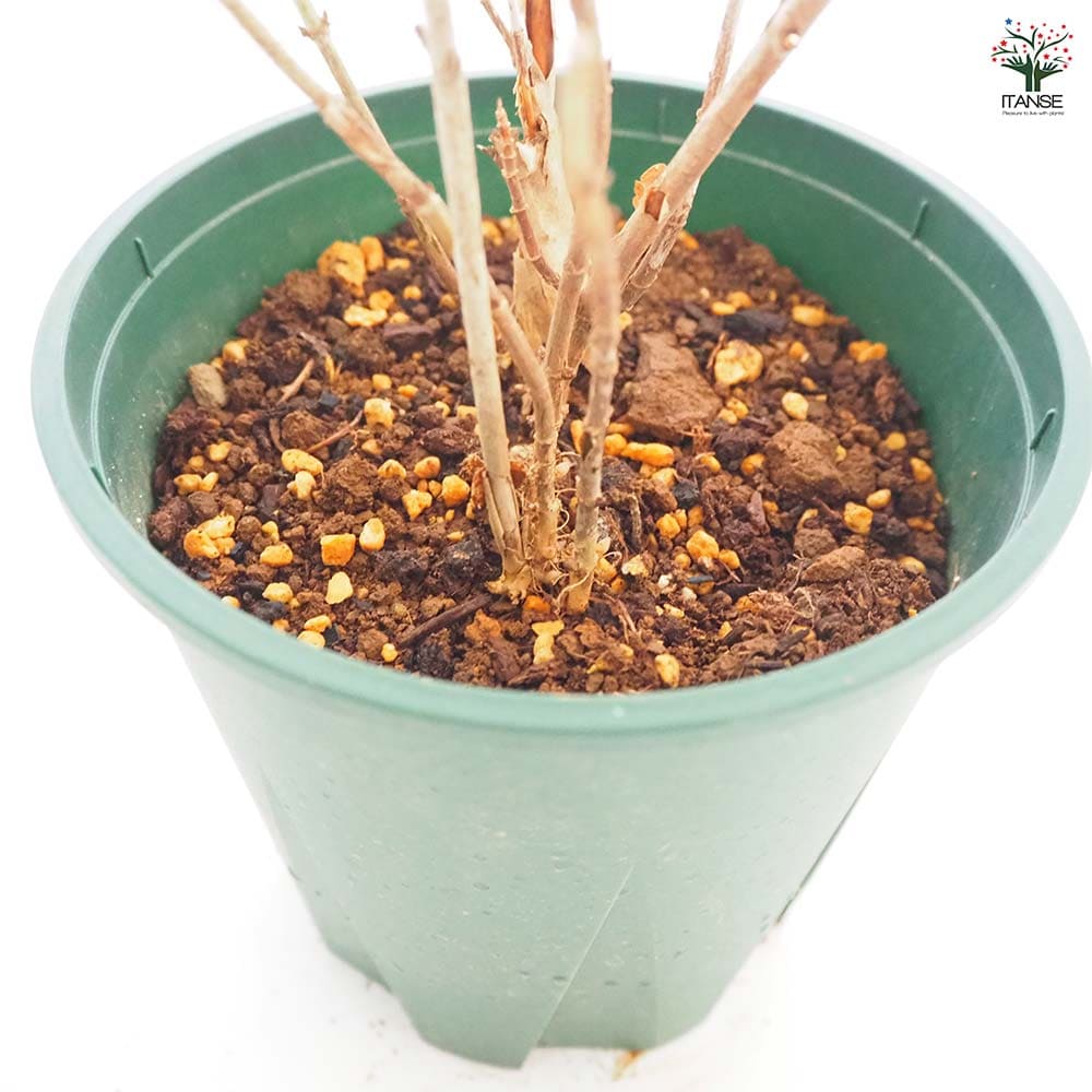 アジサイ ピンクアナベル ピンカーベル 【花木苗 6号／1個売り