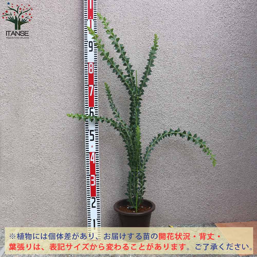 Itanse良品ｾﾚｸﾄ通販