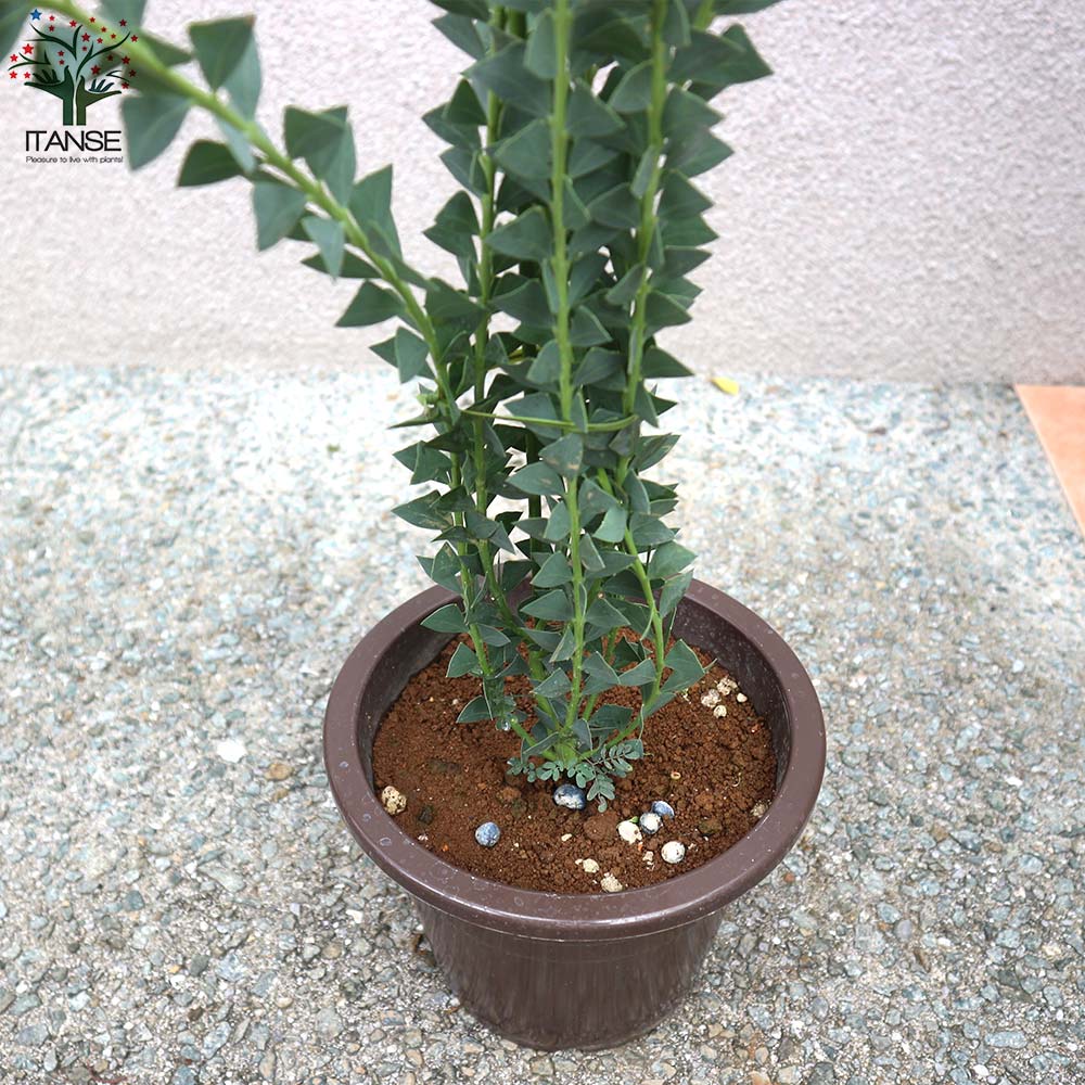 三角葉アカシア 【庭木 6号鉢／1個売り】｜ 【植物のITANSE