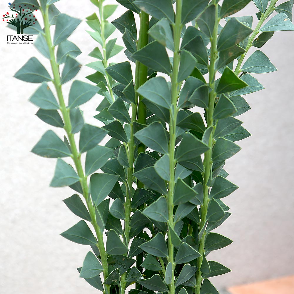 Itanse良品ｾﾚｸﾄ通販