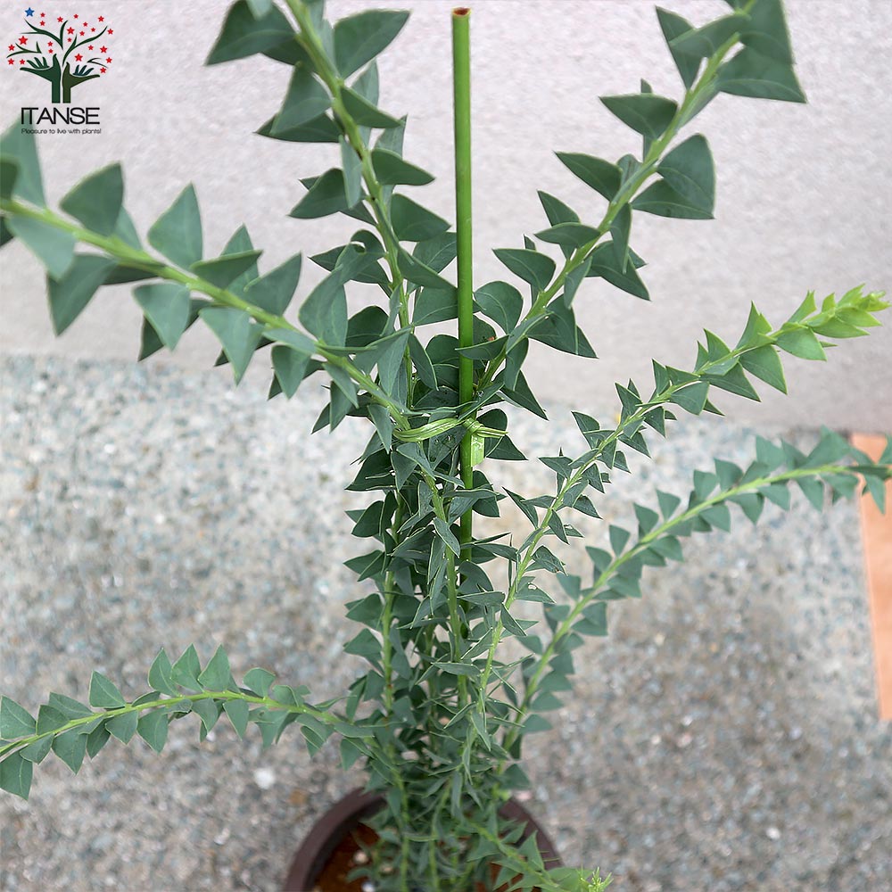 Itanse良品ｾﾚｸﾄ通販