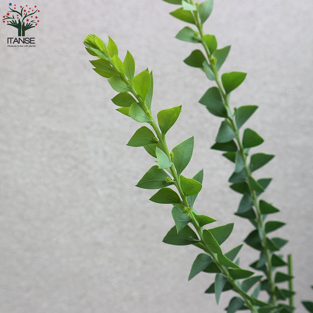 Itanse良品ｾﾚｸﾄ通販