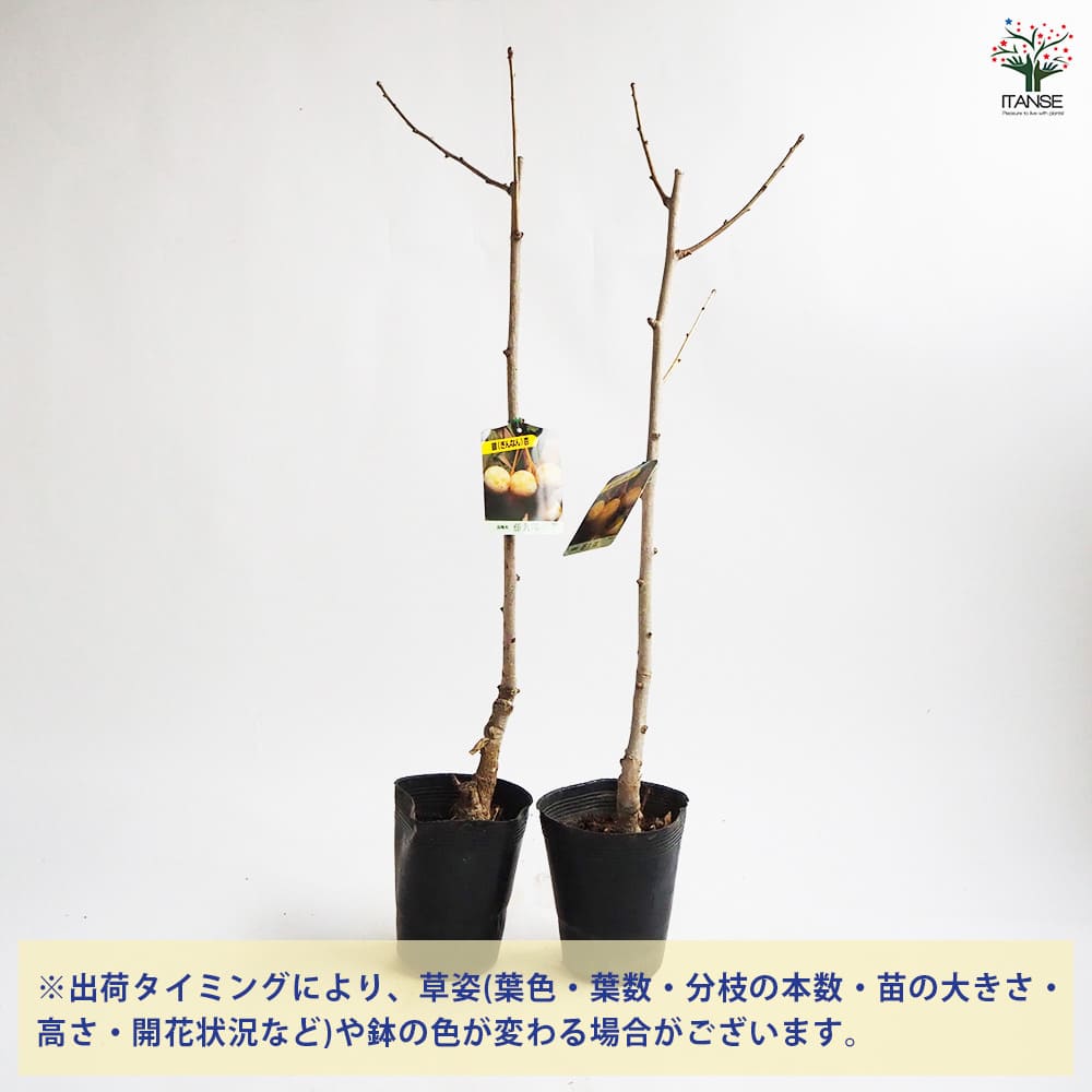 白樺 苗木 6本 1.4メートル+小苗6本 山葡萄苗木セット 苗木 6本 1.4