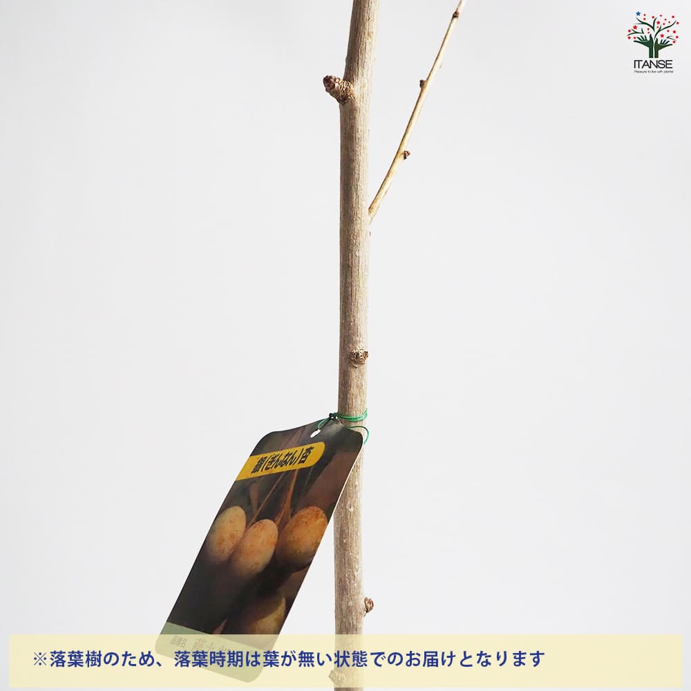 銀杏の苗木 藤九郎 【果樹の苗木 4号／1個売り】｜ 【植物の