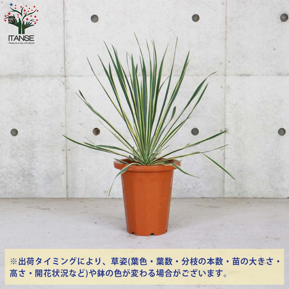 ユッカ・フィラメントーサ ブライトエッジ(斑入葉) リビングやオフィス向きサイズ【観葉植物 7号鉢/1個売り】