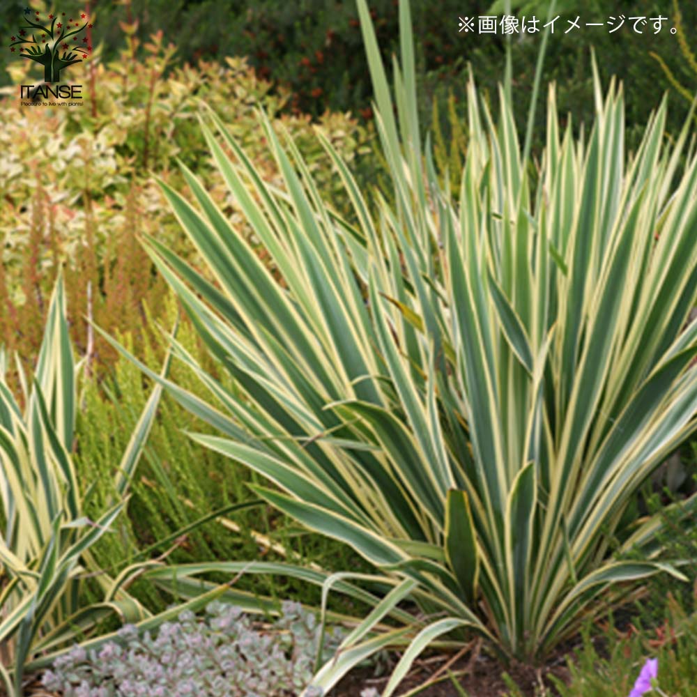 ユッカ　フィラメントーサ斑入り ユッカ・フィラメントーサ ゴールデンソード(斑入葉) リビングや