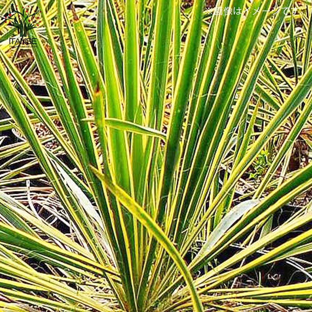 ユッカ　フィラメントーサ斑入り ユッカ・フィラメントーサ ゴールデンソード(斑入葉) リビングや