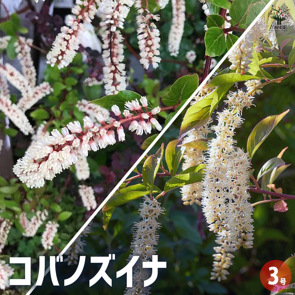 コバノズイナ 【花木苗 3号】｜ 【植物のITANSE】全品送料