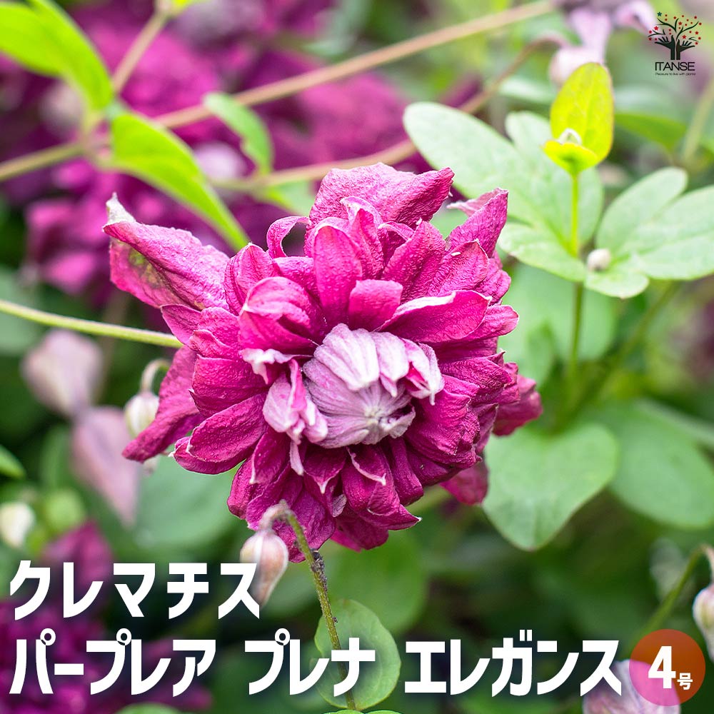 クレマチス ホワイトライト 正規品ラベル付き 2025年最新】クレマチス