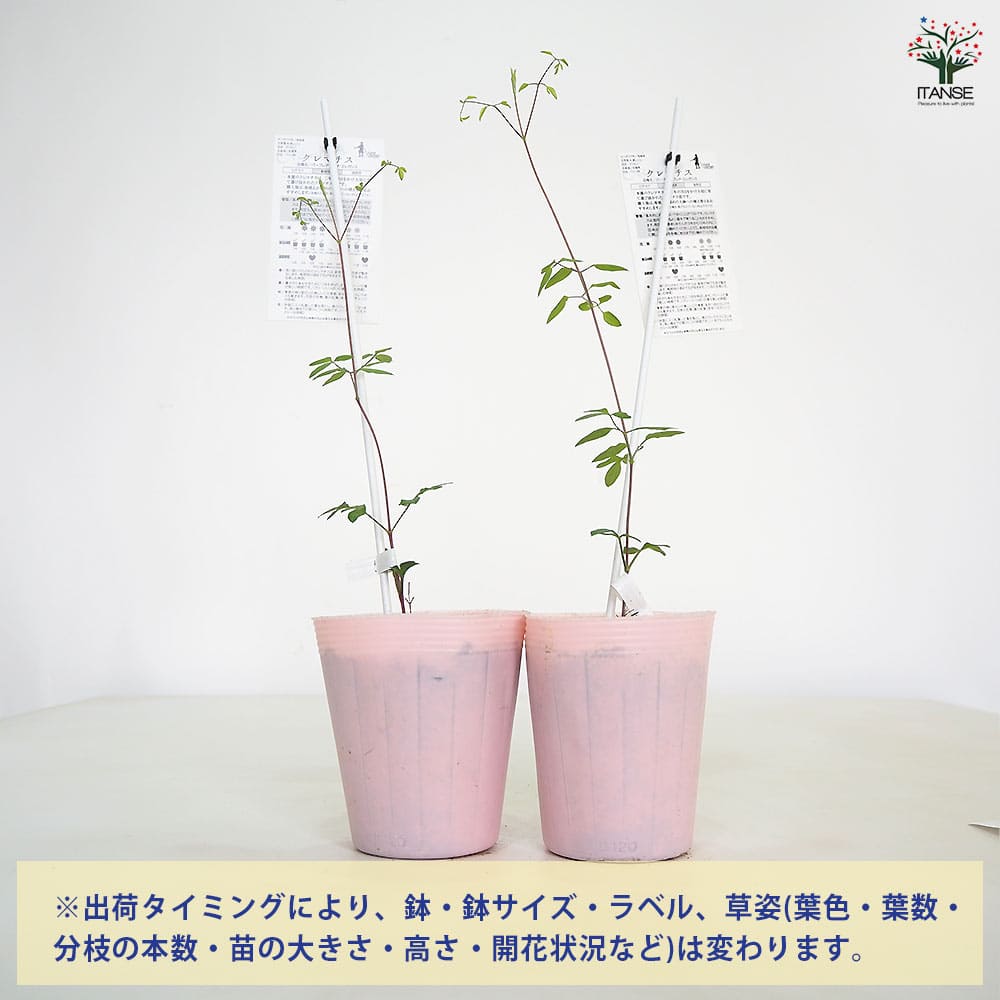 クレマチス パープレア プレナエレガンス 【花苗 4号／1個売り