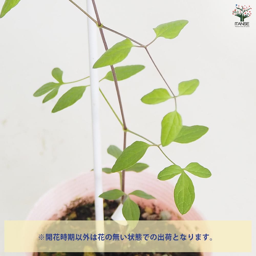 クレマチス パープレア プレナエレガンス 【花苗 4号／1個売り