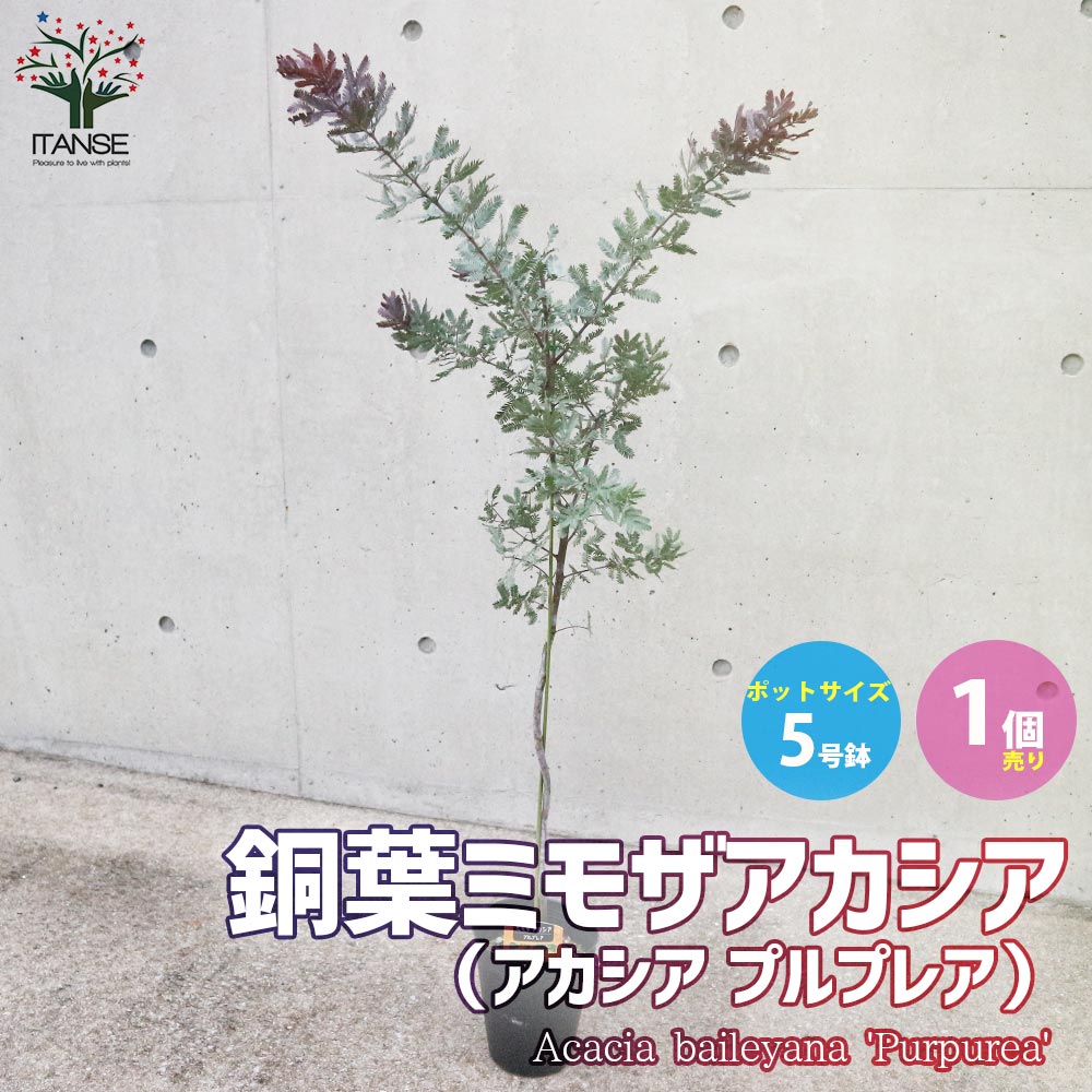 銅葉ミモザアカシア (アカシア プルプレア)【庭木 5号ポット苗 花木苗
