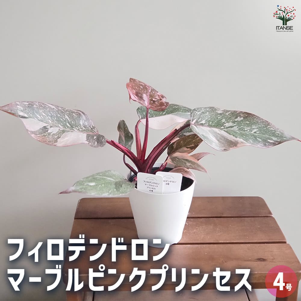 フィロデンドロン マーブルピンクプリンセス 【観葉植物 4号／1個売り