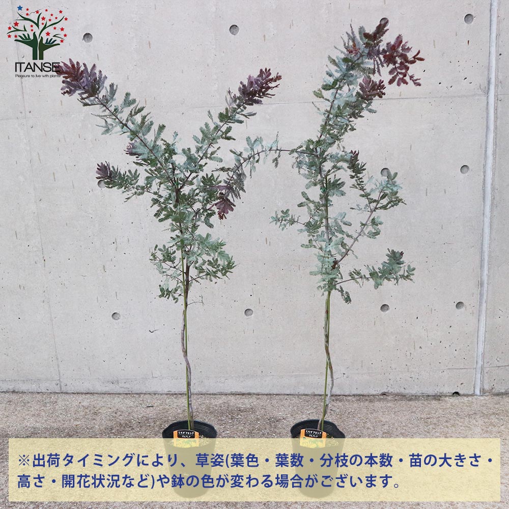 銅葉ミモザアカシア (アカシア プルプレア)【庭木 5号ポット苗 花木苗