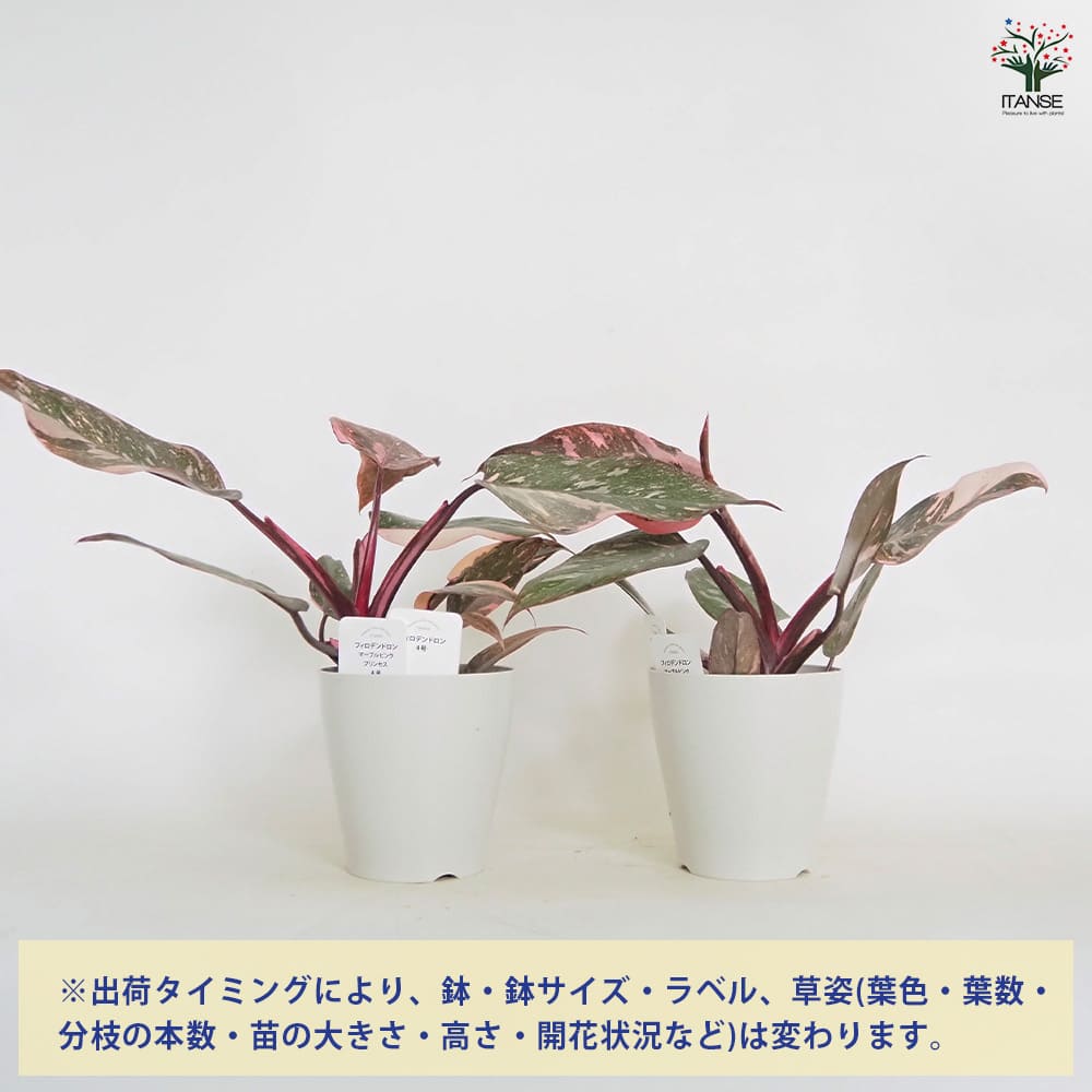 フィロデンドロン ピンクプリンセス（ピンク極斑）7株まとめ売りセット P5314057.jpg