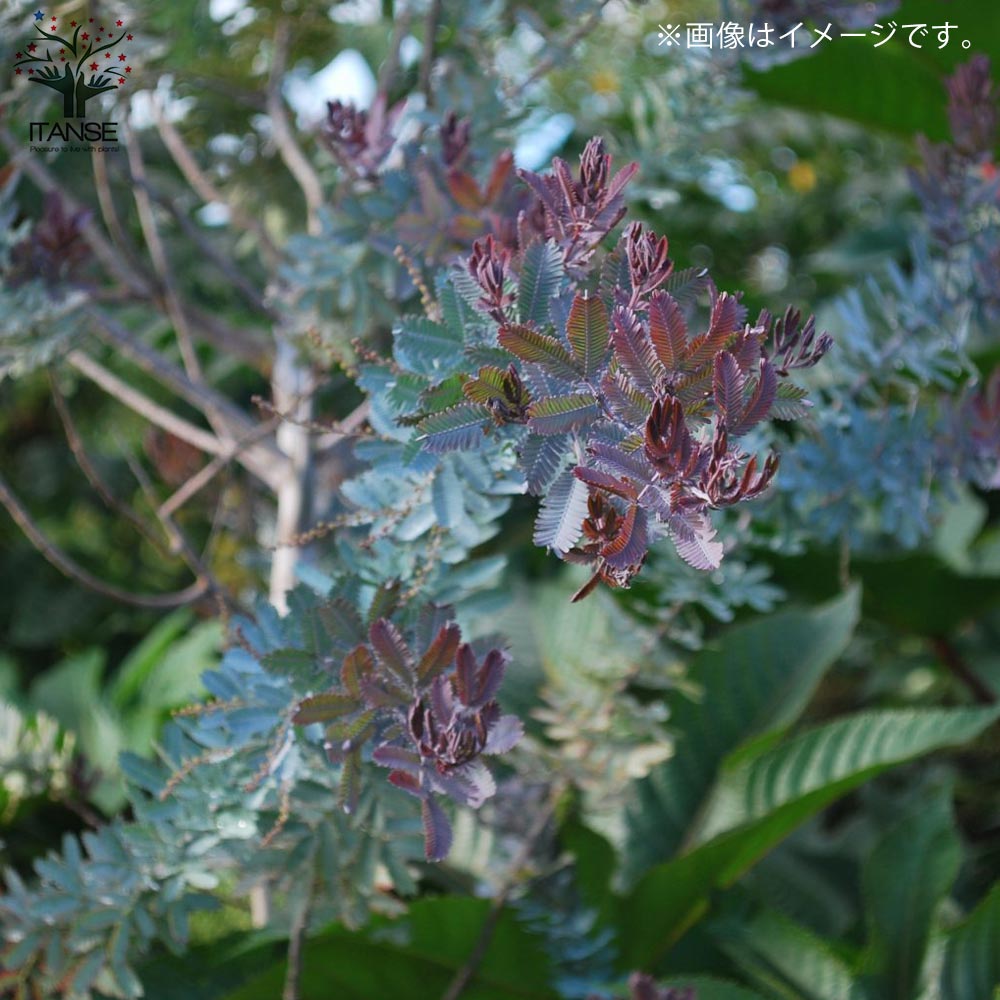 銅葉ミモザアカシア (アカシア プルプレア)【庭木 5号ポット苗 花木苗