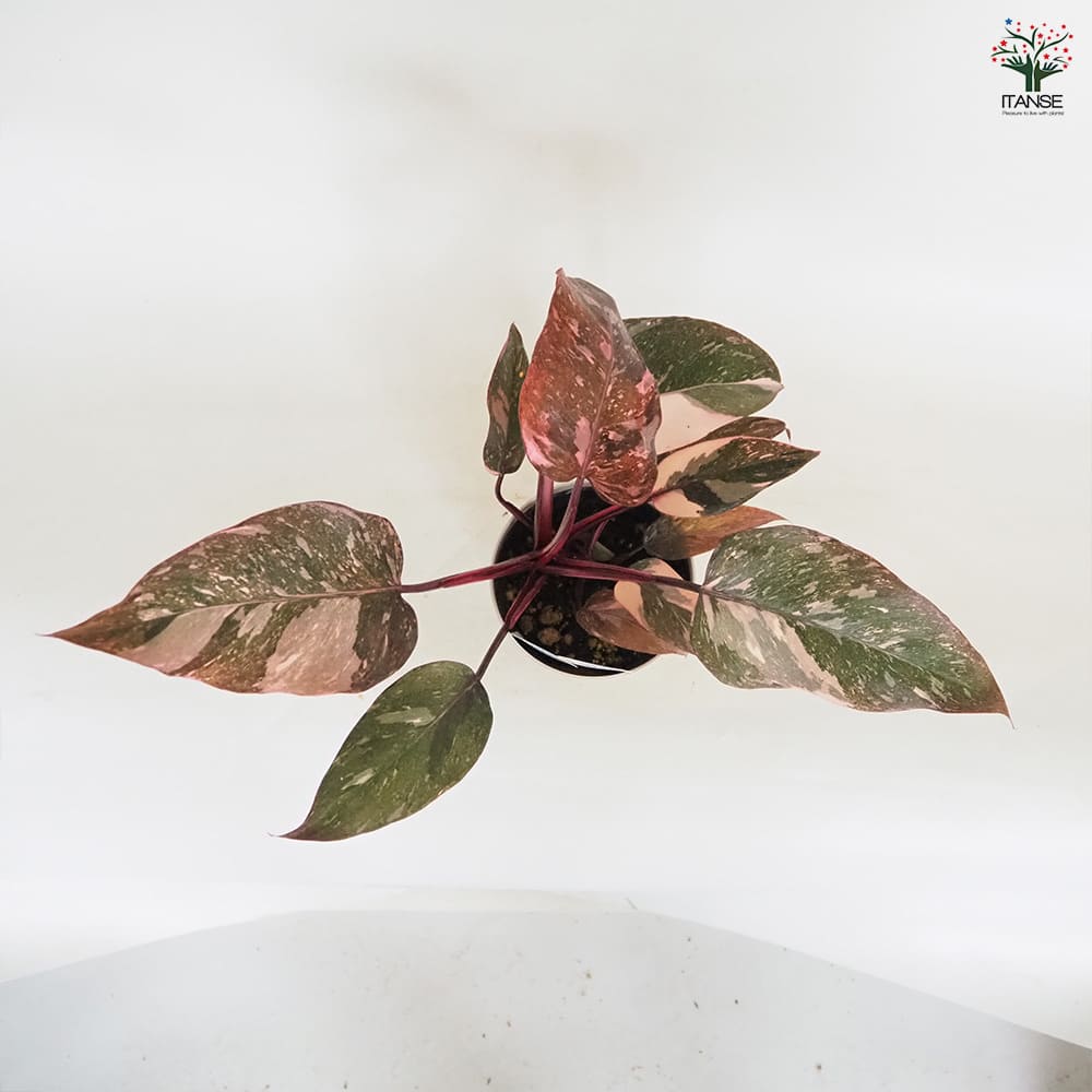 フィロデンドロン マーブルピンクプリンセス 【観葉植物 4号／1個売り