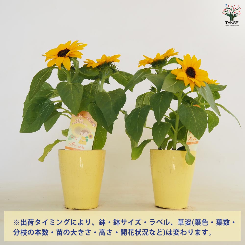 ヒマワリ ミスサンシャイン 【花苗 3.5号】｜ 【植物の