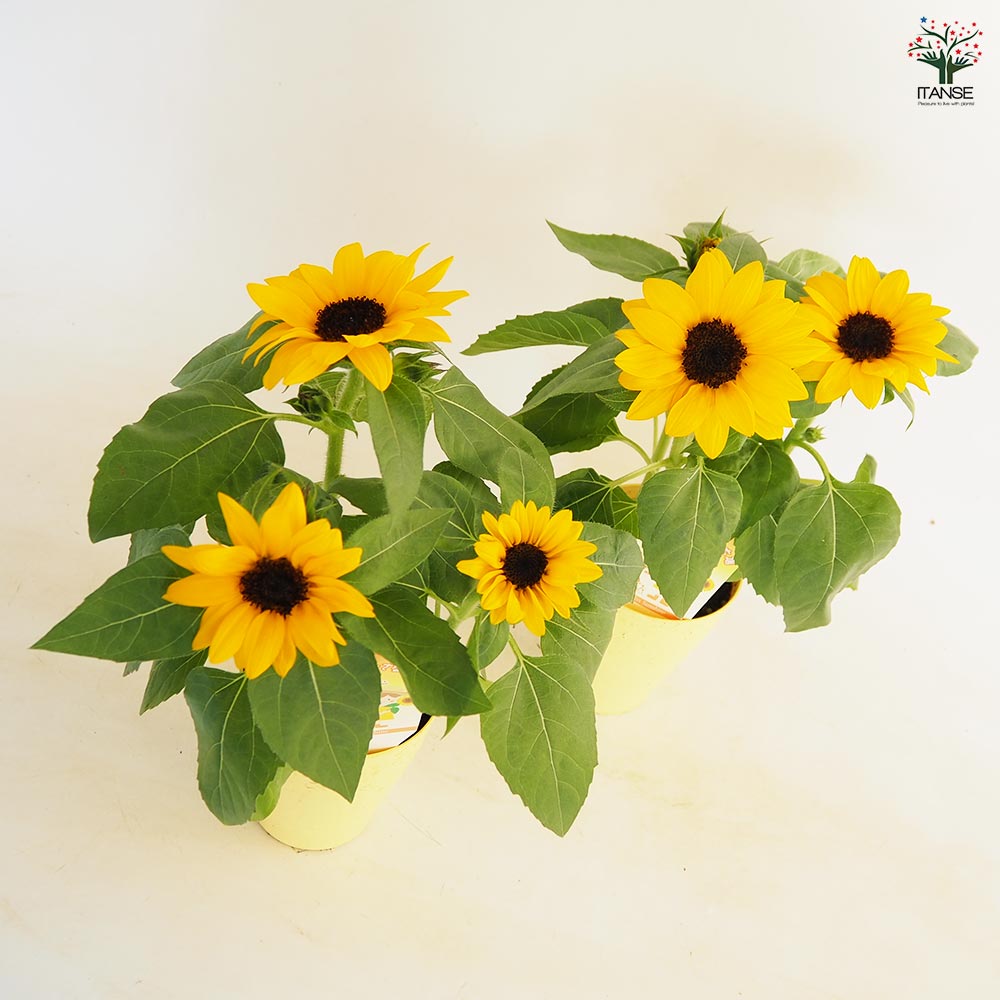 ヒマワリ ミスサンシャイン 【花苗 3.5号】｜ 【植物の