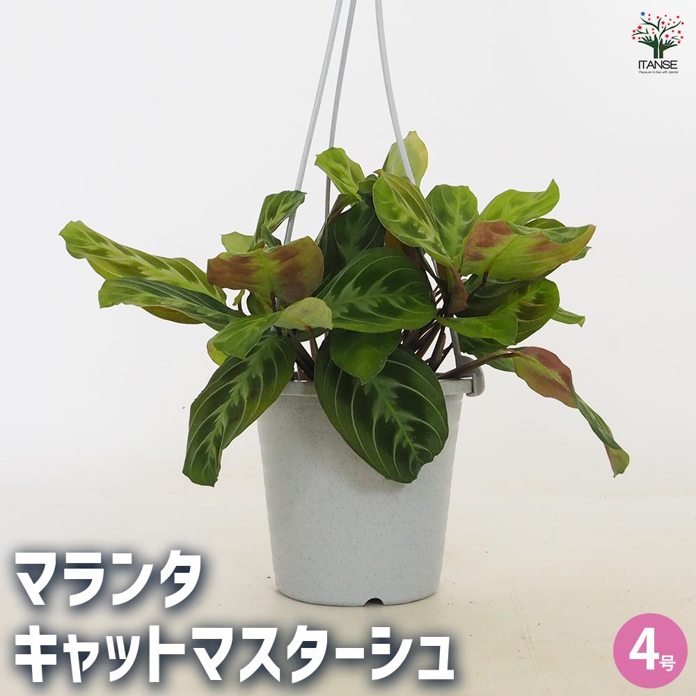 マランタ キャットマスターシュ 【観葉植物 4号／1個売り】