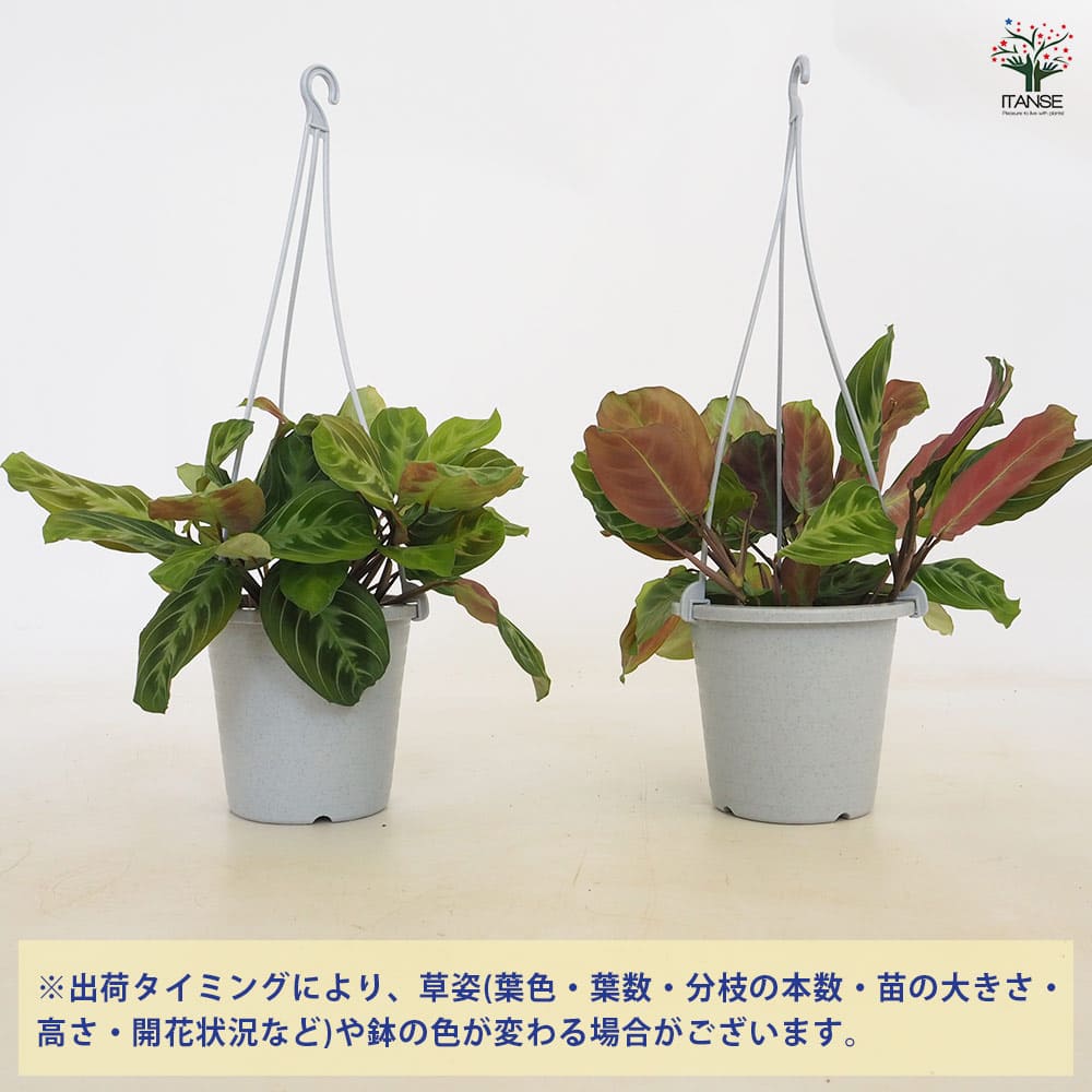 マランタ キャットマスターシュ 【観葉植物 4号／1個売り】