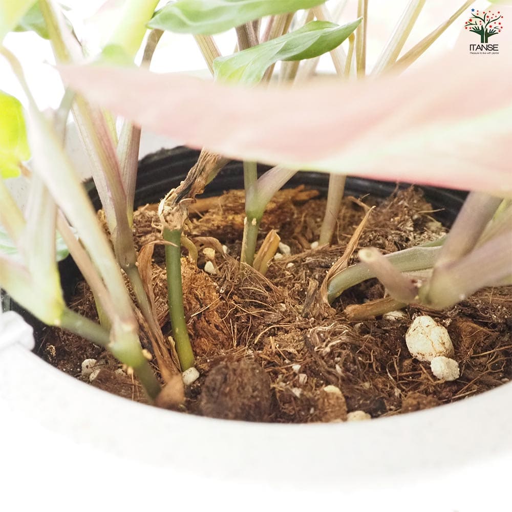 マランタ キャットマスターシュ 【観葉植物 4号／1個売り】