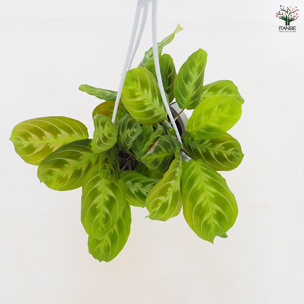 マランタ キャットマスターシュ 【観葉植物 4号／1個売り】